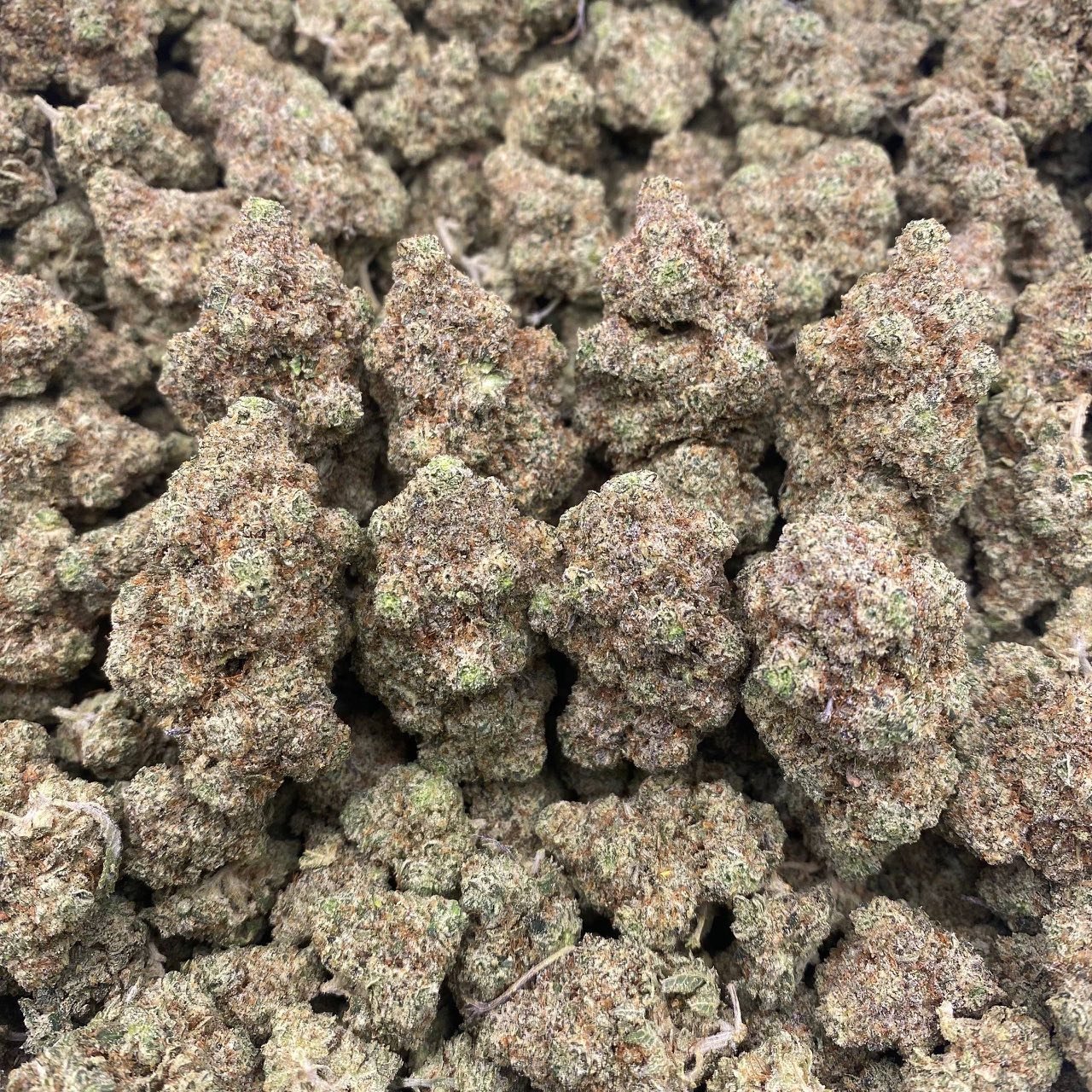 Gorilla (Indoor)