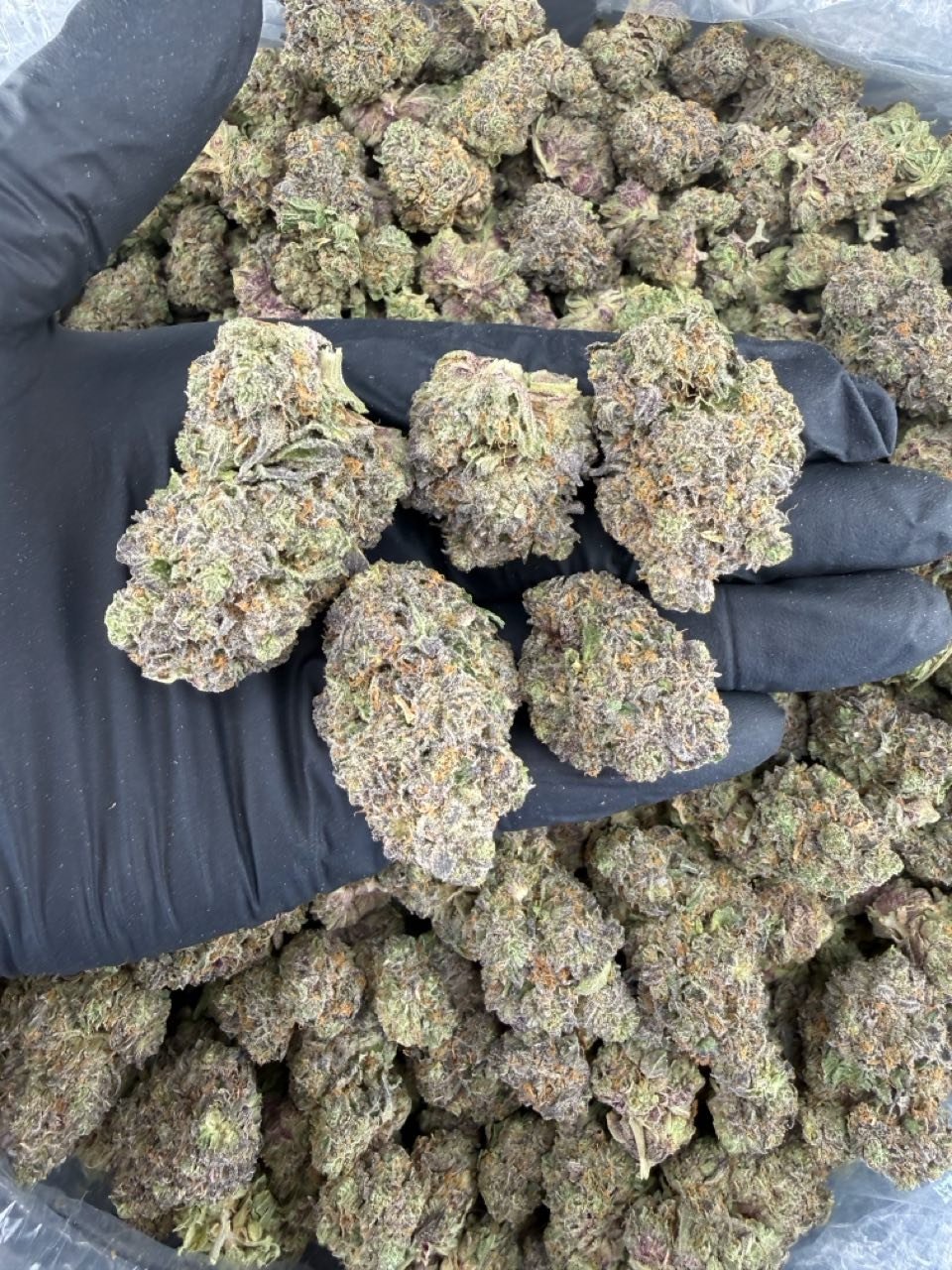 Candy cartel