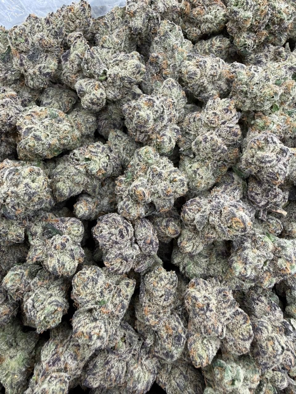 Blue Ice Popz