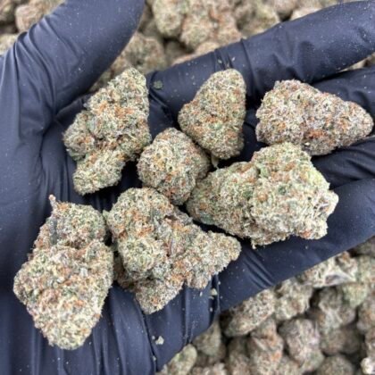 Gelato 41