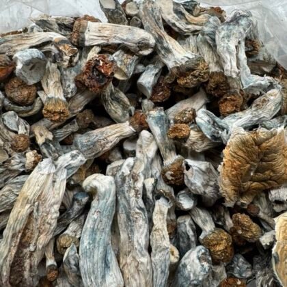 Golden teacher
$450 per LB