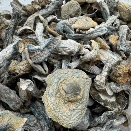 Albinos
$450 per LB