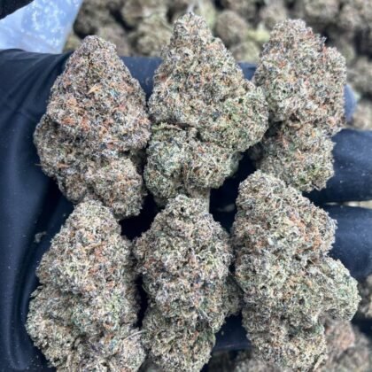 Jet Fuel Runtz
$1000 Intown || $1050 Shipped
Breakdown
$575 HP
$350 QP